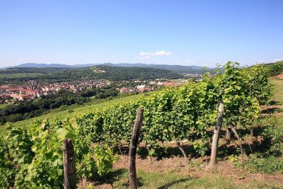 Sentier viticole Circuit du vignoble