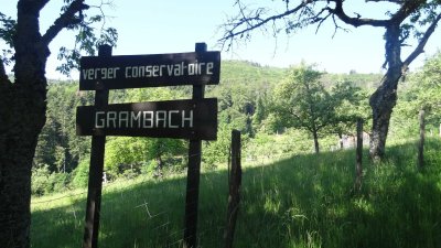 Marche santé Masevaux Grambaechle