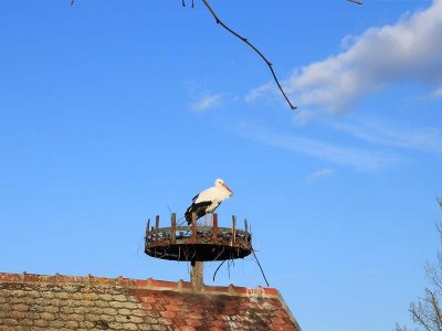 Nourrissage des cigognes
