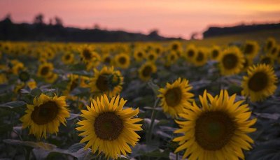 GR®654E / Voie de Vézelay Étape 07 : de Castillonnès à Cancon