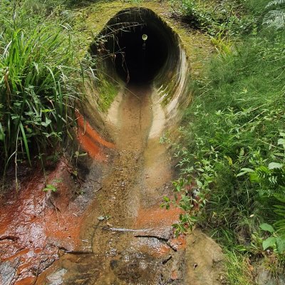 Les princes des sous-bois en forêt du Mas