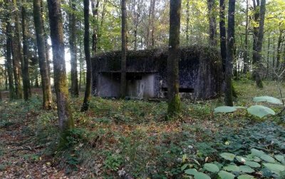 La forêt de Saint-Michel