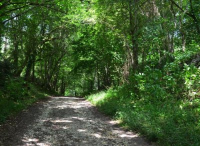 Campet, la seule forêt domaniale du département
