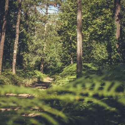 La Taillade, vacances dans les bois de la Réunion