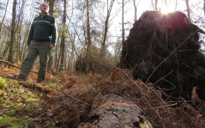 Forêt domaniale de Laigue