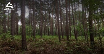 Forêt domaniale de Bord-Louviers