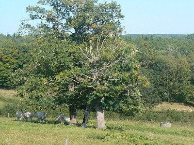 Circuit pédestre La Brande MF1