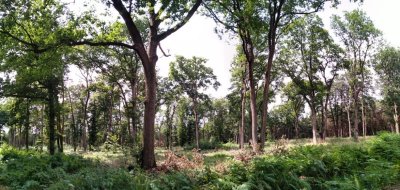 Forêt domaniale de Haute Sève