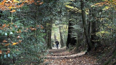 Forêt Domaniale de Rennes