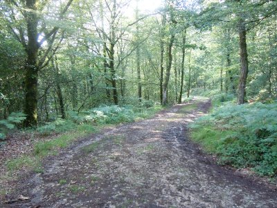 Forêt domaniale de Carnoët