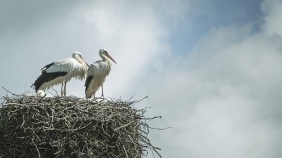 Le nourrissage des cigognes