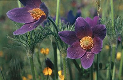 CIRCUIT PEDESTRE "ANEMONE" - MAMERS