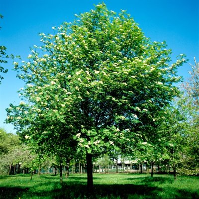 Sentier des Alisiers - Circuit n°33