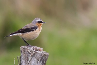 Les Crêtes d'Iparla