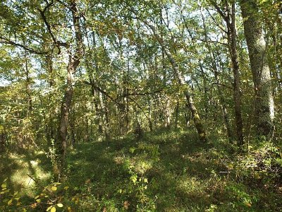 Clermont-Soubiran, vers la chapelle d'Aureillac