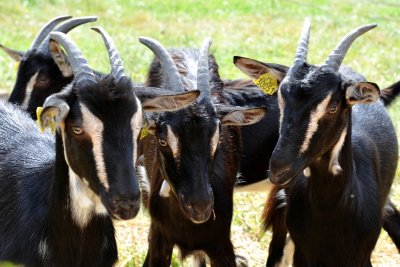 Atelier "Ordinateur et Internet"