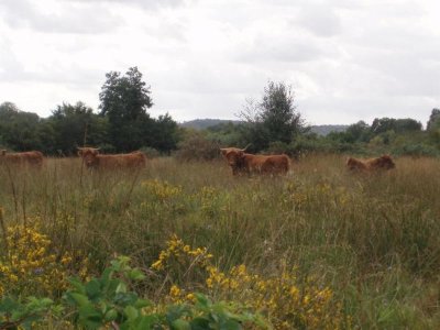 Les pâtures du Pays de Bray
