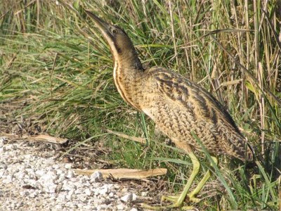 Marais de Braud-et-Saint-Louis