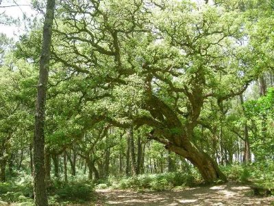 Arbre Remarquable - Le chêne liège