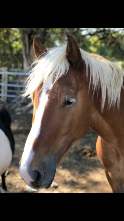 Centre équestre Horseland