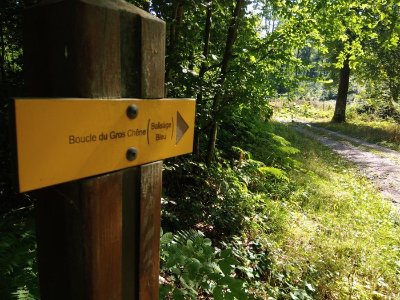 Boucle du Gros Chêne