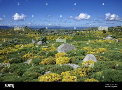 LA PELOUSE DU MONT LOZÈRE