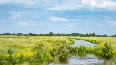 BALADE À ROULETTES N°5 (BR5)