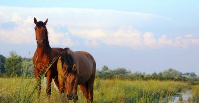 Le Haras des Bruns - Écurie Dressage Marie Tardieu