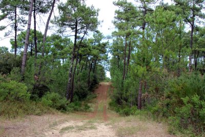 Sentier les Roseaux - Forêt de la Coubre