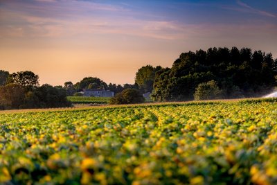 Boucle VTC (saisonnière) - Entre Forêt de la Coubre et Seudre ostréicole