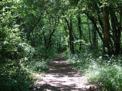 Circuit randonnée - Balade forestière à Benon