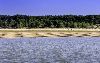 Sentier des Brandes - Forêt de la Coubre