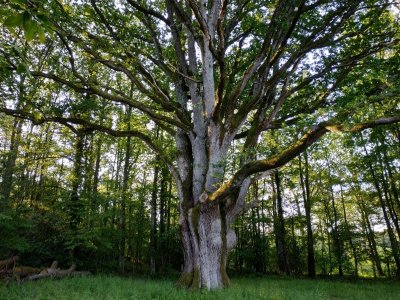 Randonnée pédestre Les Essards