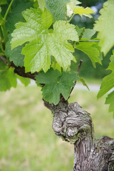 Au Pays du Cognac - PR 21  Ballans / Louzignac