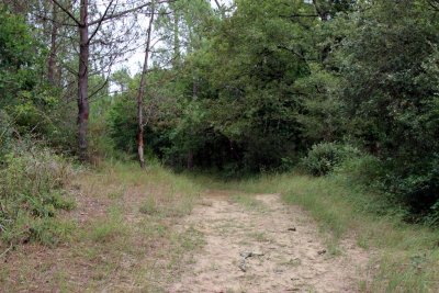 Sentier des Carreaux - Forêt de la Coubre
