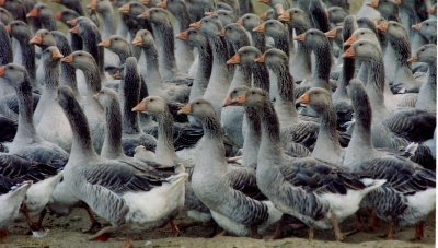 Elevage d'Oies - Foie Gras Manicot