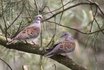 Les Pelouses sèches
