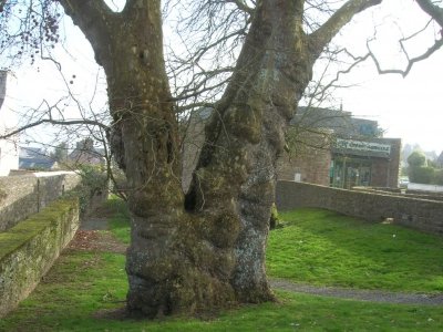 Platane (Platanus hybrida) - 300 ans