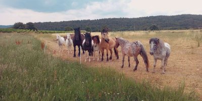 Les écuries du Mistral