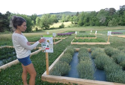 Jardin botanique - Abiessence