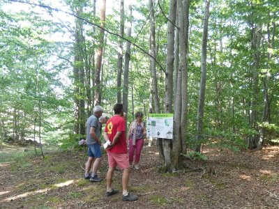 Sentier botanique et forestier - Abiessence