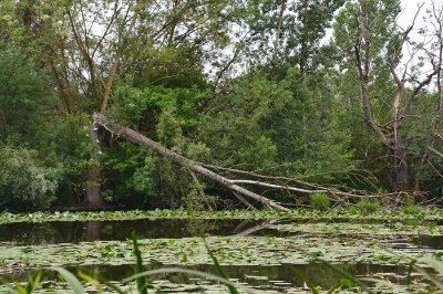 Réserve Naturelle Nationale de l'Étang de la Mazière