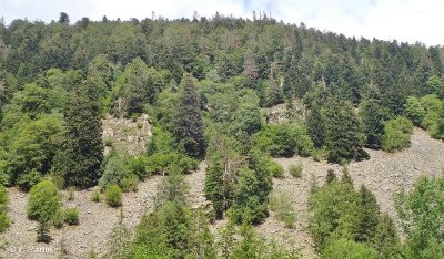 La réserve biologique intégrale du Kertoff