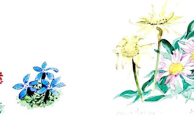 Sentier nature à pied