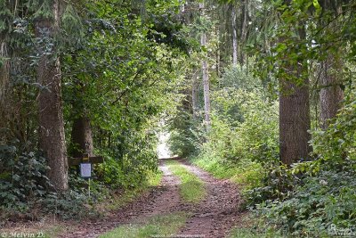 Bois de la Petite Villette