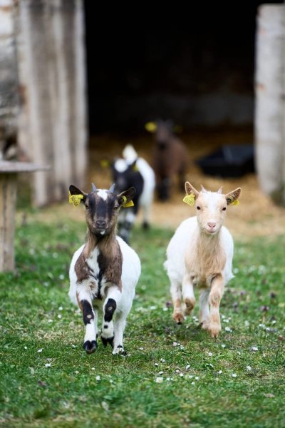 Terranova Farm Family