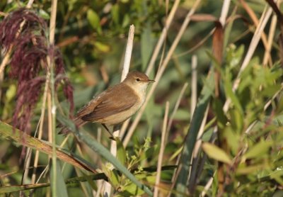 Marais de la Maréchale