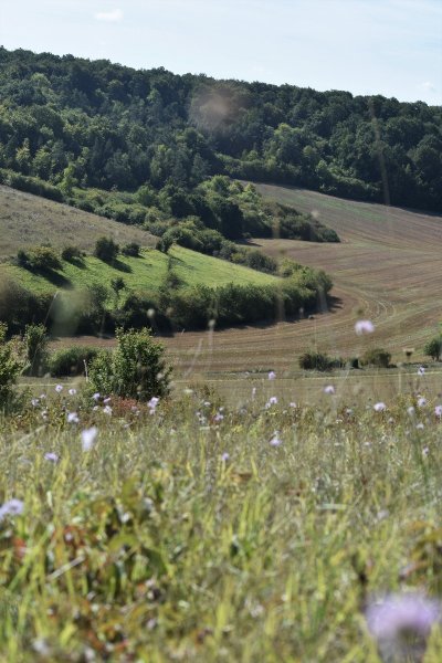 Réserve naturelle régionale de la Vallée des Cailles