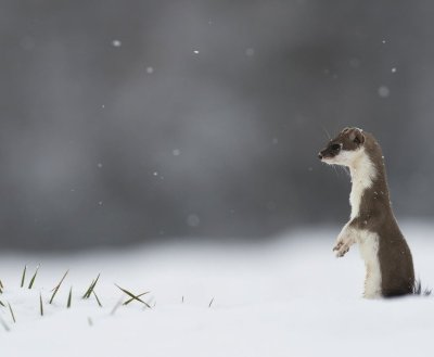 Fabien Gréban - photographie