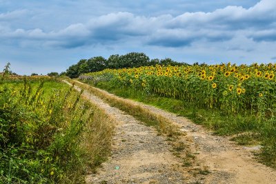 CIRCUIT ENTRE LOGNE ET BOULOGNE